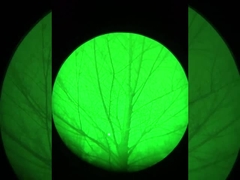 Effetto visione notturna